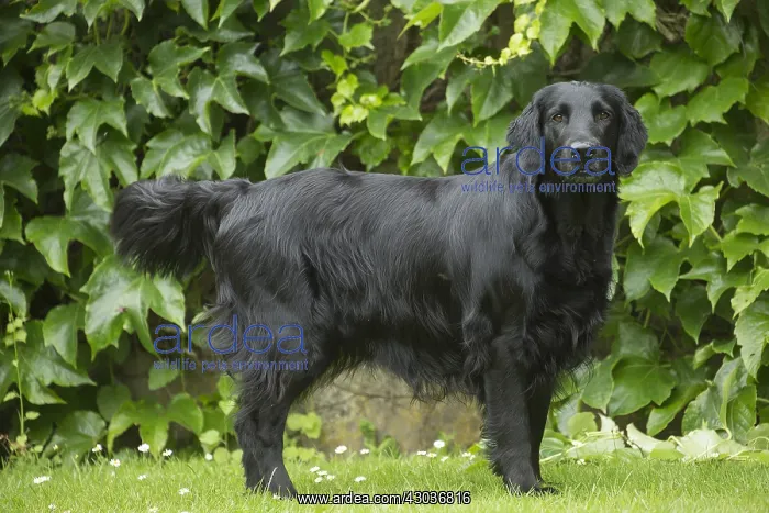  : Flat coated retriever dog outdoors