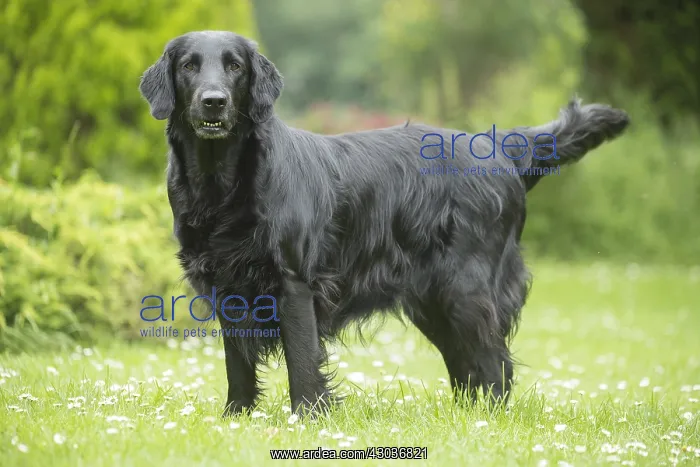  : Flat coated retriever dog outdoors