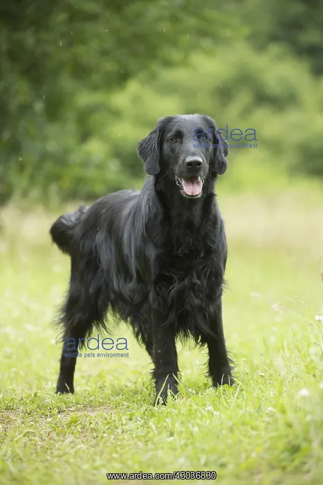  : Flat coated retriever dog outdoors