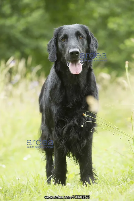  : Flat coated retriever dog outdoors