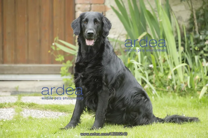  : Flat coated retriever dog outdoors