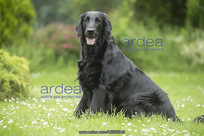  : Flat coated retriever dog outdoors
