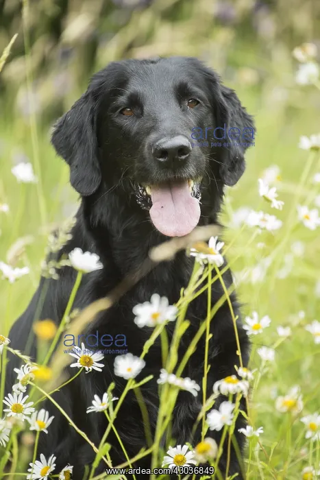  : Flat coated retriever dog outdoors