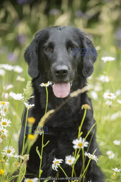  : Flat coated retriever dog outdoors