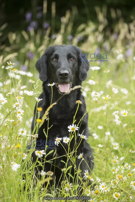  : Flat coated retriever dog outdoors