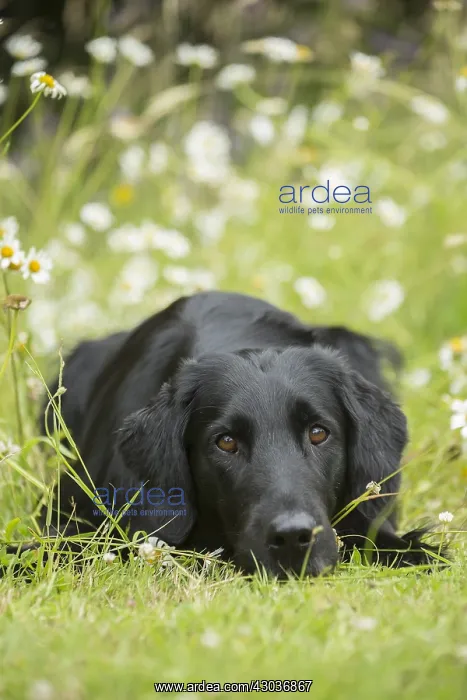  : Flat coated retriever dog outdoors