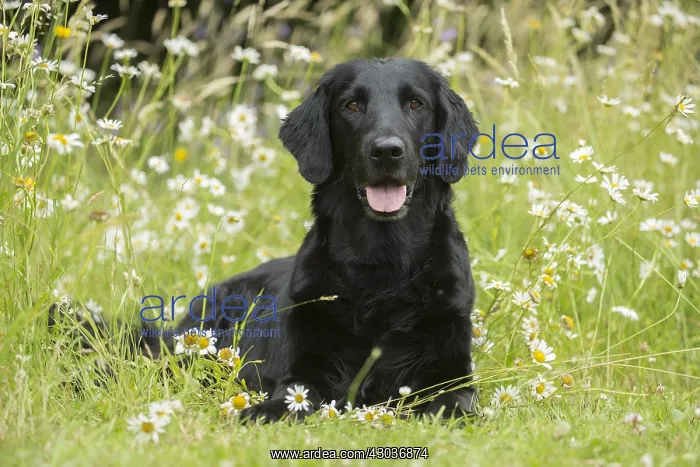  : Flat coated retriever dog outdoors