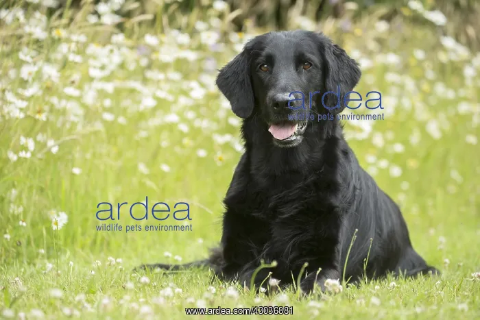  : Flat coated retriever dog outdoors