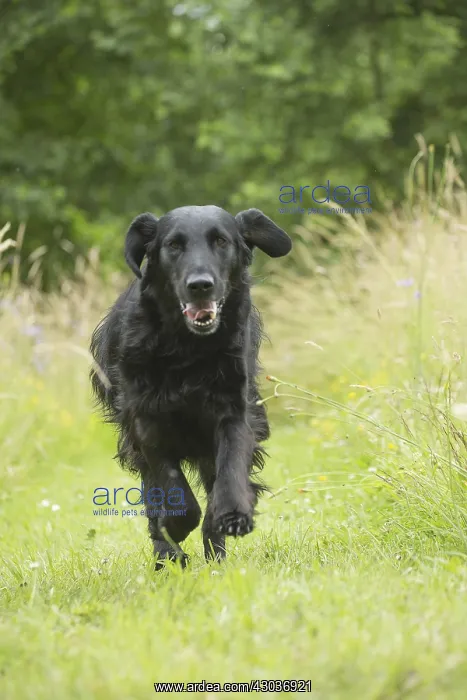  : Flat coated retriever dog outdoors