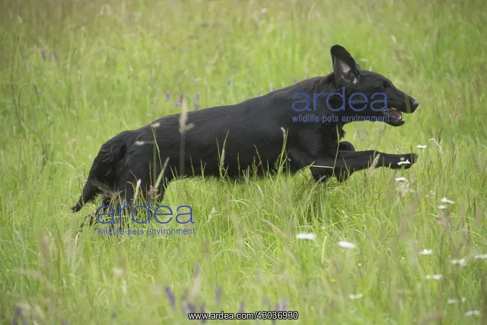  : Flat coated retriever dog outdoors