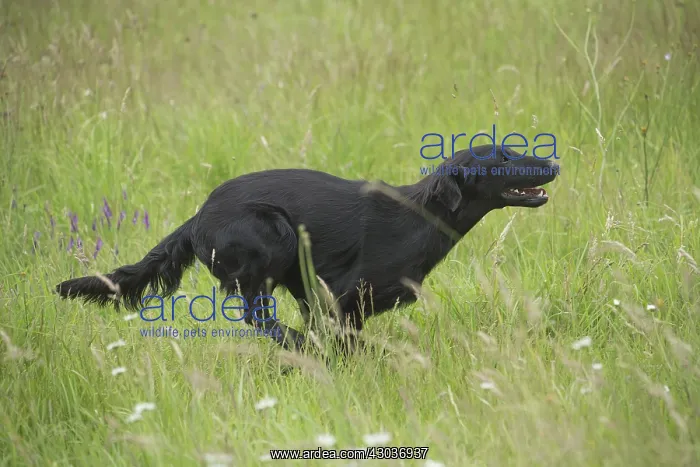  : Flat coated retriever dog outdoors