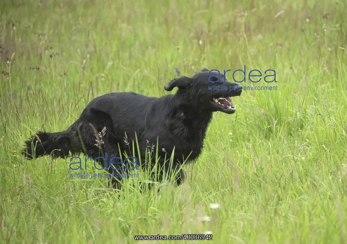  : Flat coated retriever dog outdoors