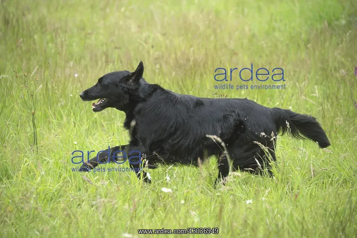  : Flat coated retriever dog outdoors