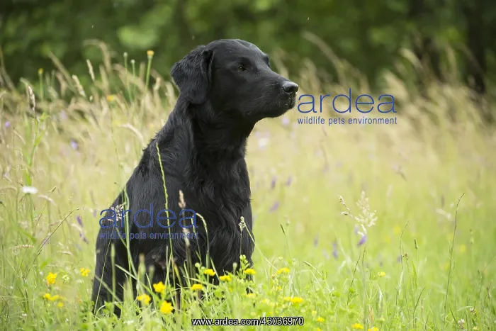  : Flat coated retriever dog outdoors