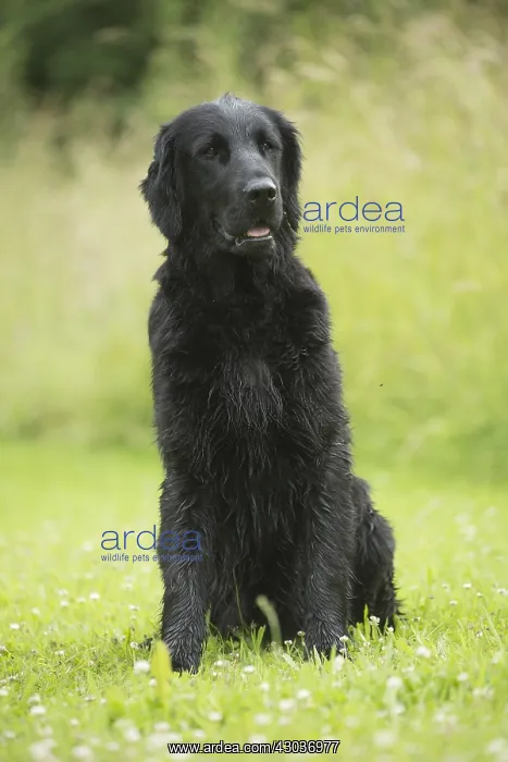  : Flat coated retriever dog outdoors