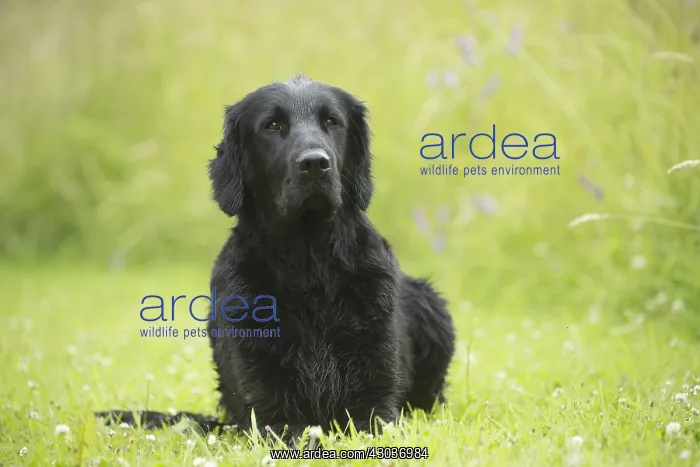  : Flat coated retriever dog outdoors