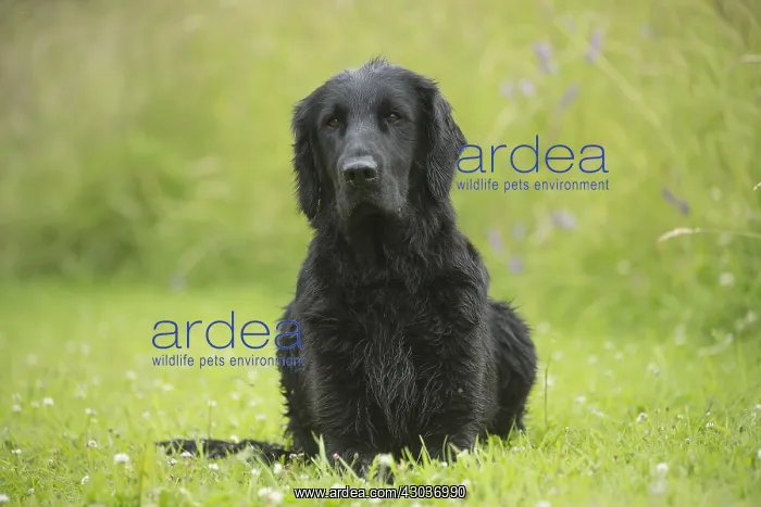  : Flat coated retriever dog outdoors