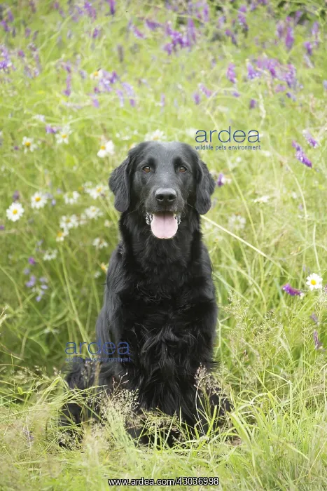  : Flat coated retriever dog outdoors