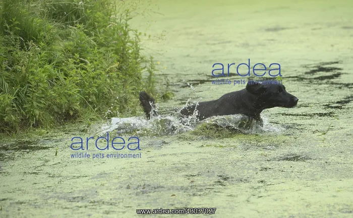  : Flat coated retriever dog outdoors