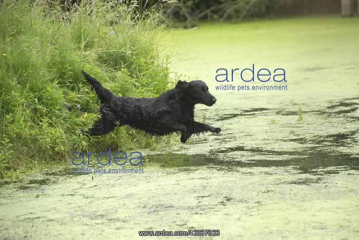  : Flat coated retriever dog outdoors