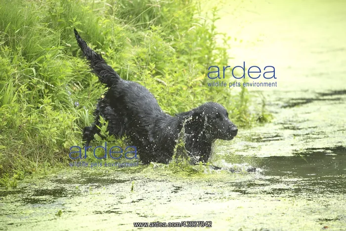  : Flat coated retriever dog outdoors