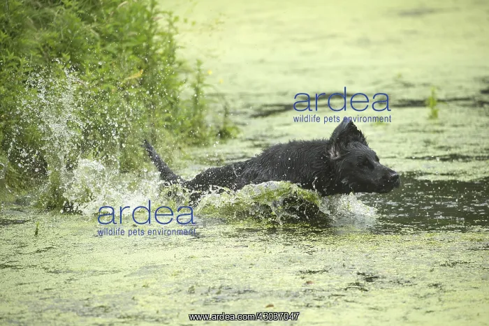  : Flat coated retriever dog outdoors