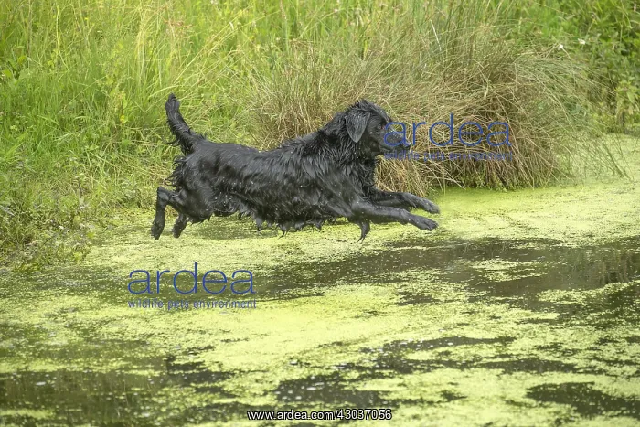  : Flat coated retriever dog outdoors
