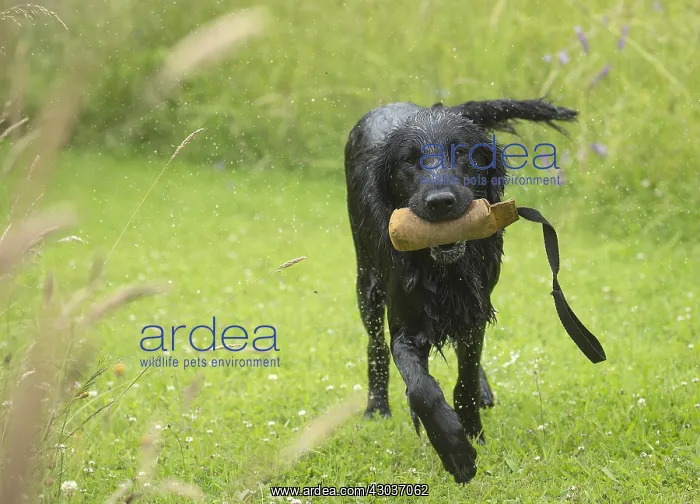  : Flat coated retriever dog outdoors