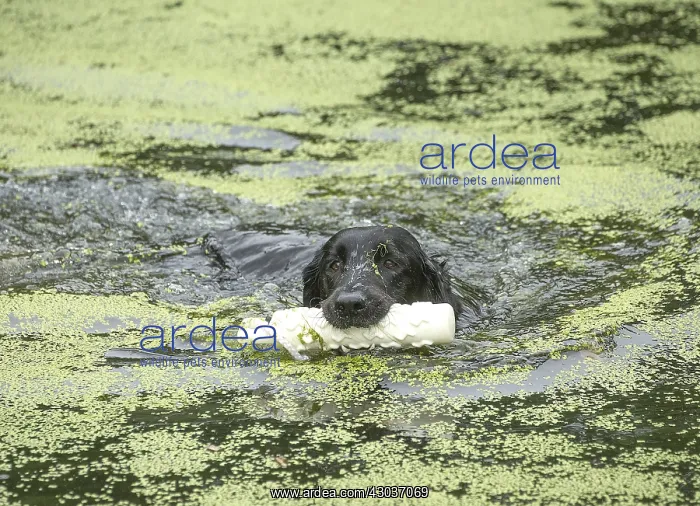  : Flat coated retriever dog outdoors