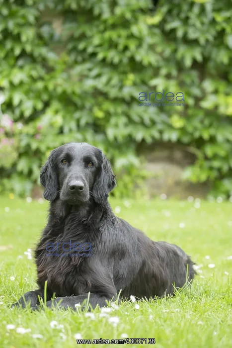  : Flat coated retriever dog outdoors
