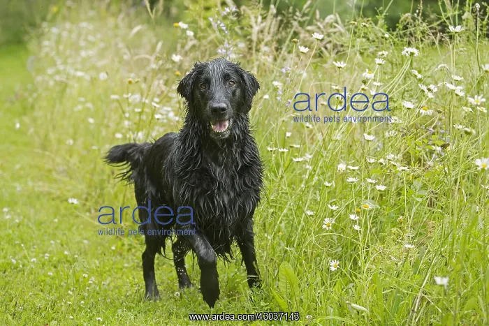  : Flat coated retriever dog outdoors