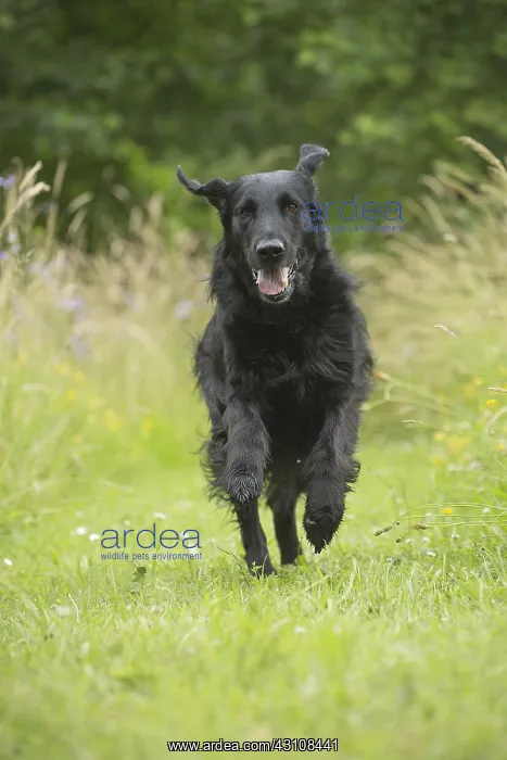 : Flat coated retriever dog outdoors