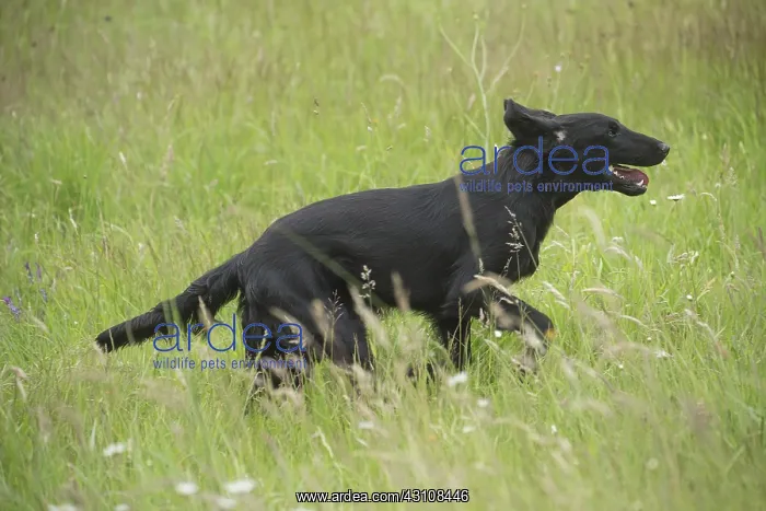  : Flat coated retriever dog outdoors