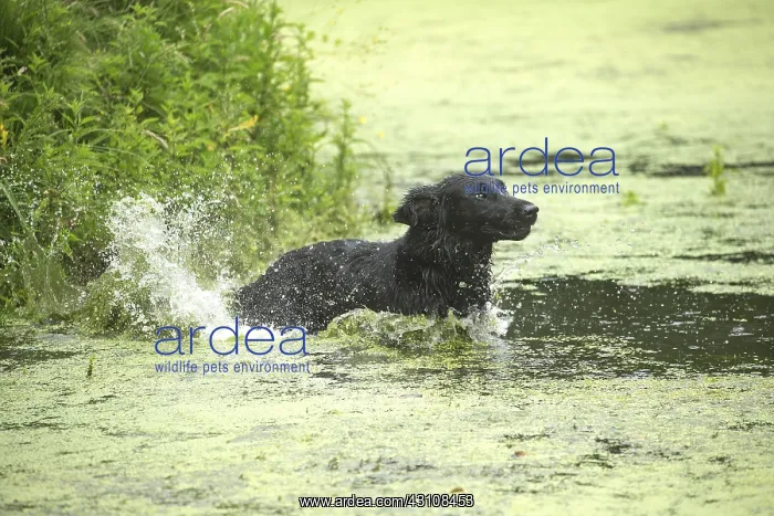  : Flat coated retriever dog outdoors