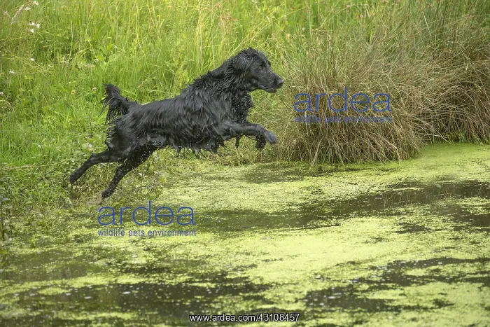  : Flat coated retriever dog outdoors