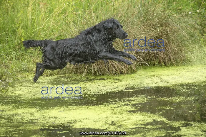  : Flat coated retriever dog outdoors