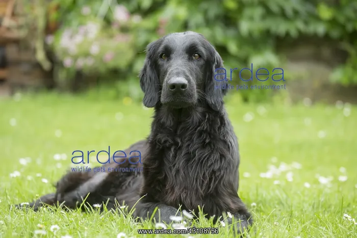  : Flat coated retriever dog outdoors