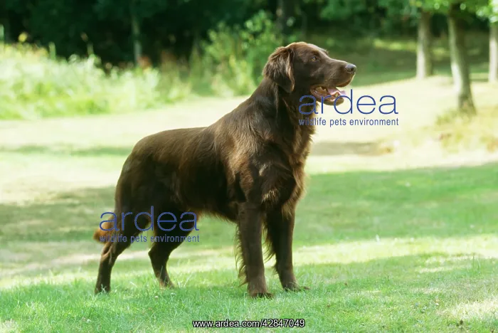  : Flat-coated Retriever DOG - standing