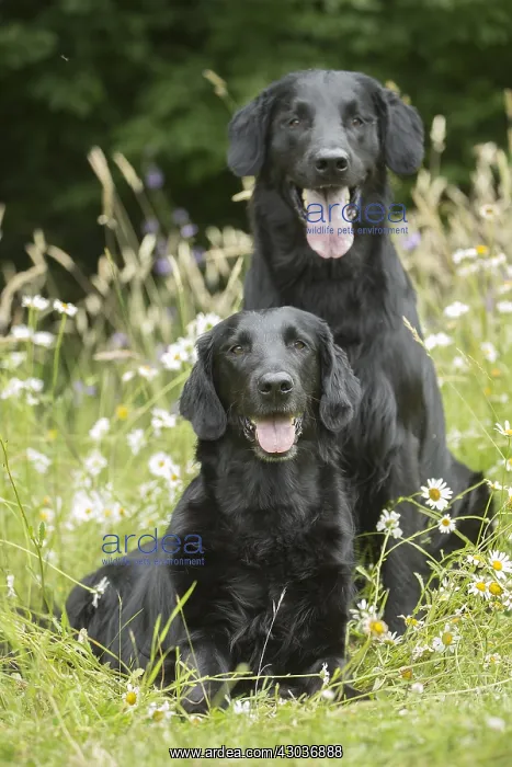  : Flat coated retriever dogs outdoors
