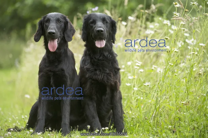  : Flat coated retriever dogs outdoors