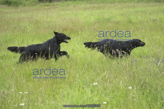  : Flat coated retriever dogs outdoors