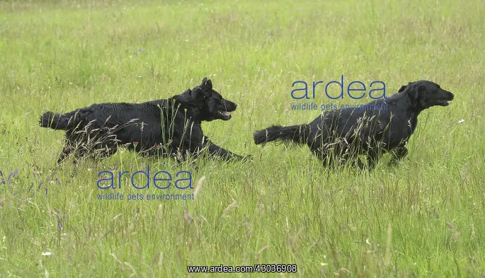  : Flat coated retriever dogs outdoors