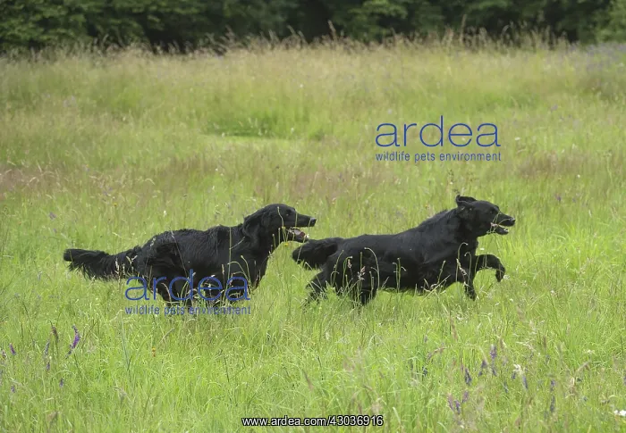  : Flat coated retriever dogs outdoors