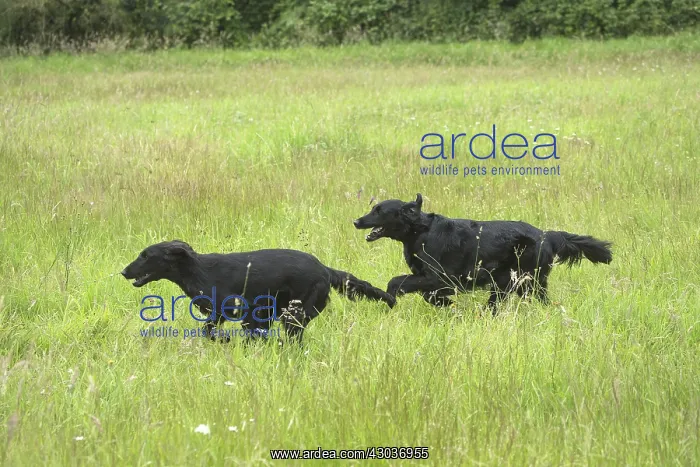  : Flat coated retriever dogs outdoors