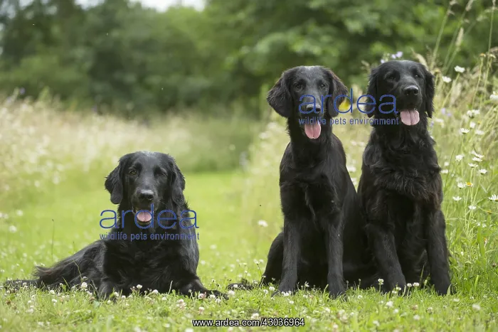  : Flat coated retriever dogs outdoors