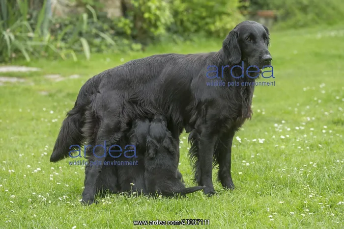  : Flat coated retriever dogs outdoors