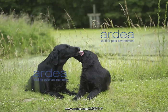  : Flat coated retriever dogs outdoors