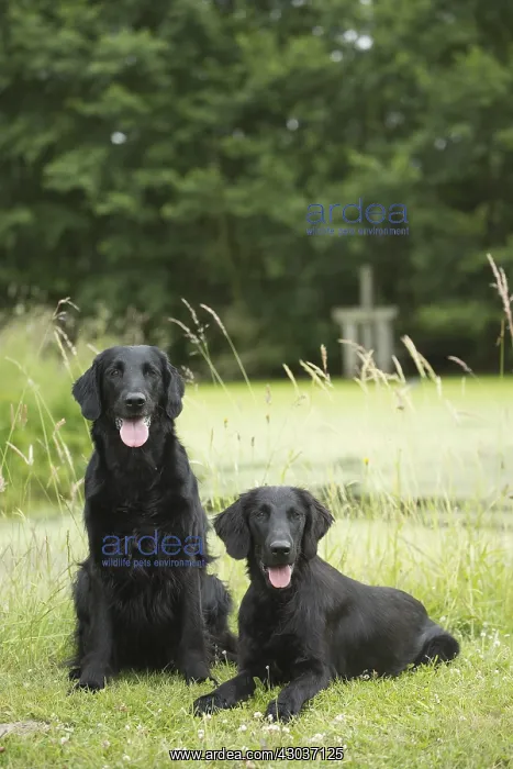  : Flat coated retriever dogs outdoors