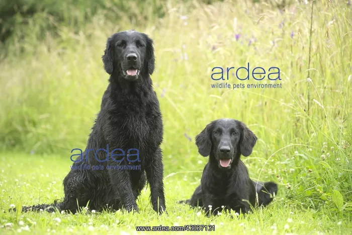  : Flat coated retriever dogs outdoors