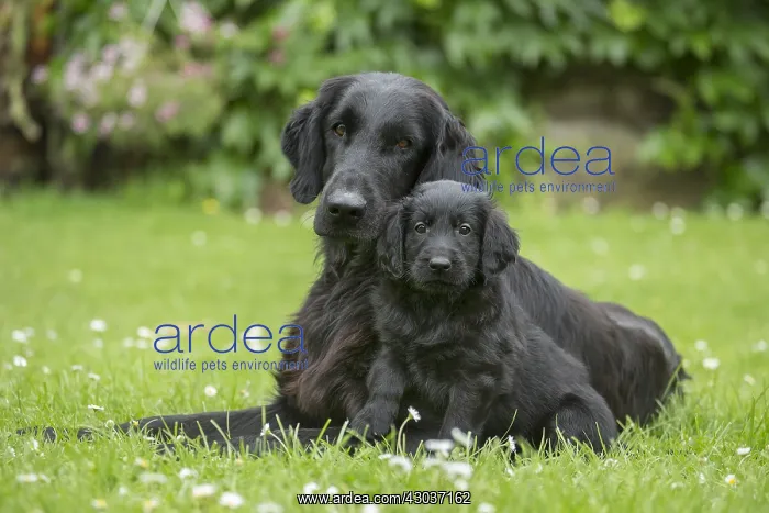  : Flat coated retriever dogs outdoors